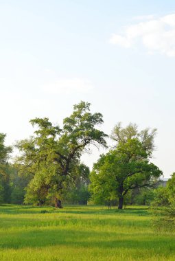 Eski kavak ağacında mavi gökyüzü altında yeşil park
