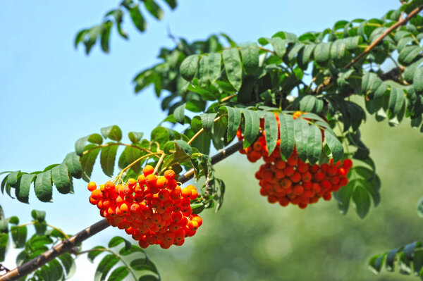 Rowan berries, Mountain ash (Sorbus) tree with ripe berry