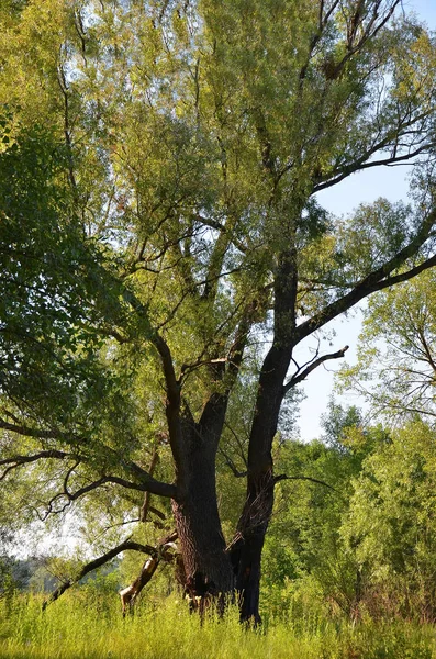 Árvore Álamo Velha Parque Verde Abaixo Céu Azul — Fotografia de Stock