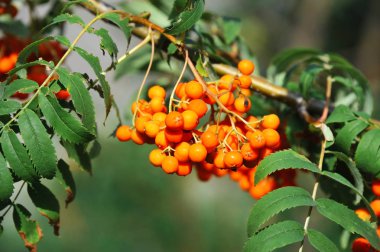 Çilek, dağ ağacı (Sorbus) olgun dutlu