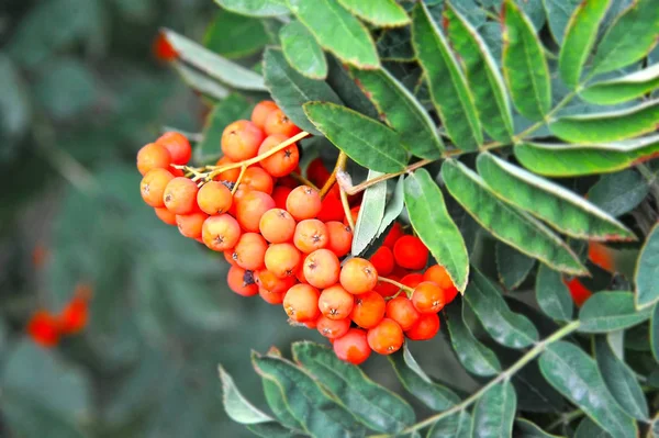 Rowan Bessen Mountain Ash Sorbus Boom Met Rijpe Bes — Stockfoto