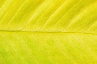 Sarı Dieffenbachia yaprak doğal arka plan olarak yakın çekim