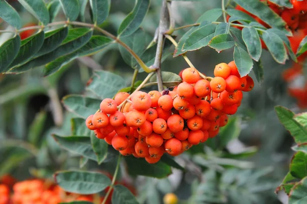 Bayas Rowan Fresno Montaña Sorbus Árbol Con Bayas Maduras — Foto de Stock