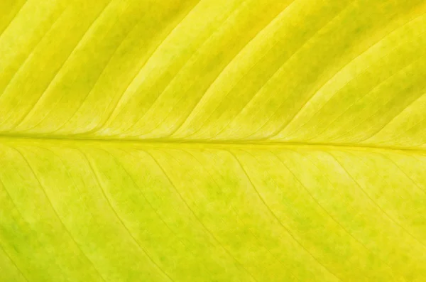 Крупный План Желтого Листа Диффенбахии Естественного Фона — стоковое фото