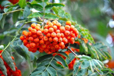Çilek, dağ ağacı (Sorbus) olgun dutlu