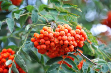 Çilek, dağ ağacı (Sorbus) olgun dutlu