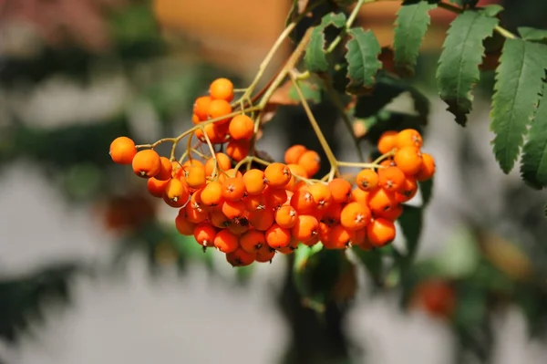 Rönnbär Rönbärsträd Sorbus Med Mogna Bär — Stockfoto