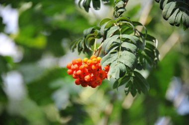 Çilek, dağ ağacı (Sorbus) olgun dutlu