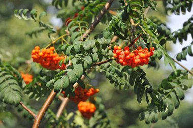 Çilek, dağ ağacı (Sorbus) olgun dutlu