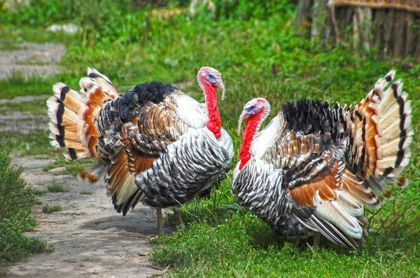 Turkey cock on grass at village courtyard