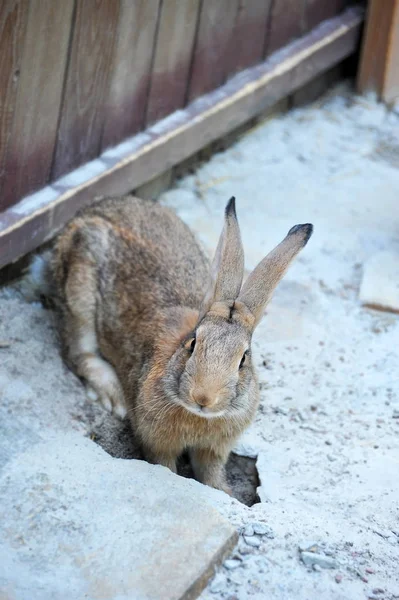 Funny grey rabbit dig hole in farm corral