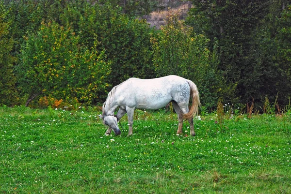 Purebreed Cheval Blanc Sur Pâturage Près Arbre — Photo