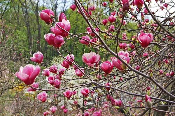 Blommig Magnolia Träd Med Stora Rosa Blommor — Stockfoto