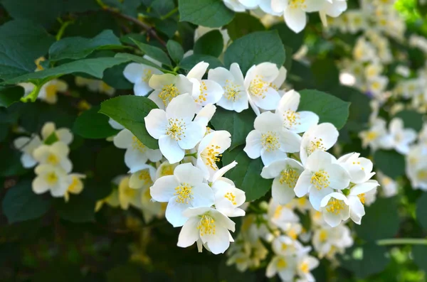 Piękny Biały Kwiat Jaśminu Rasa Bialy Karzel — Zdjęcie stockowe