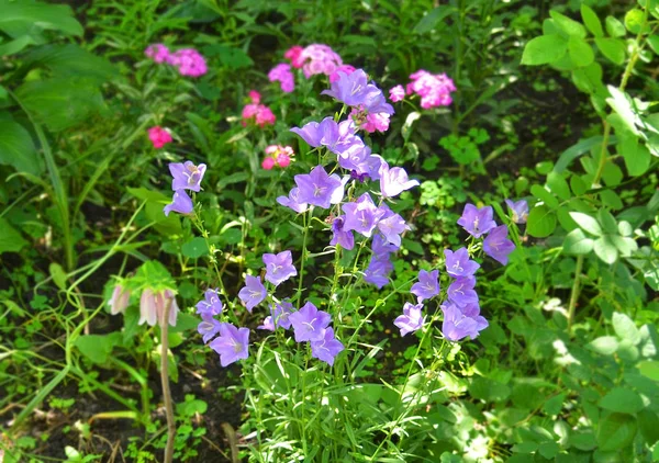 Beautiful Fresh Campanula Flower Rural Flowerbed — Stock Photo, Image