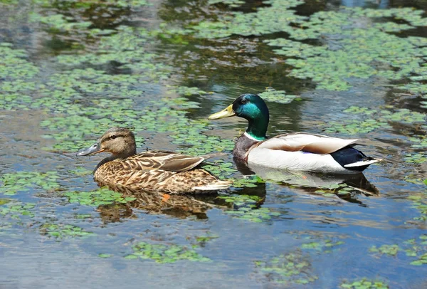 Wild Duck Anas Plathyrhynchos Οικογένεια Επιπλέουν Στη Λίμνη — Φωτογραφία Αρχείου