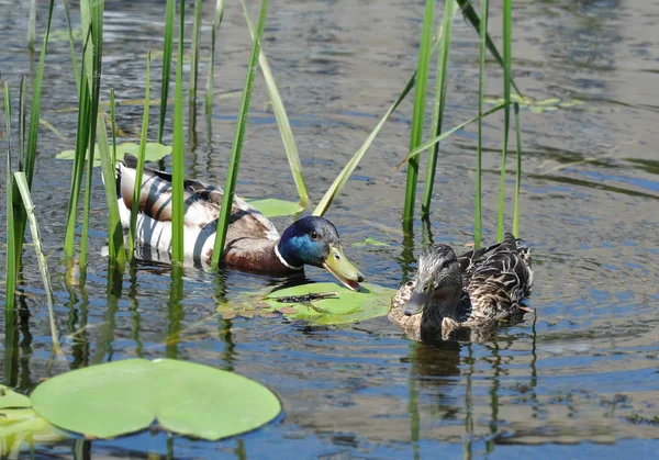 Wild Duck Anas Plathyrhynchos Οικογένεια Επιπλέουν Στη Λίμνη — Φωτογραφία Αρχείου