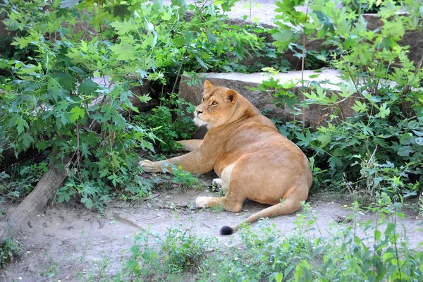 Lioness Rest Forest Summer Day — Stock Photo, Image