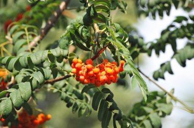 Çilek, dağ ağacı (Sorbus) olgun dutlu