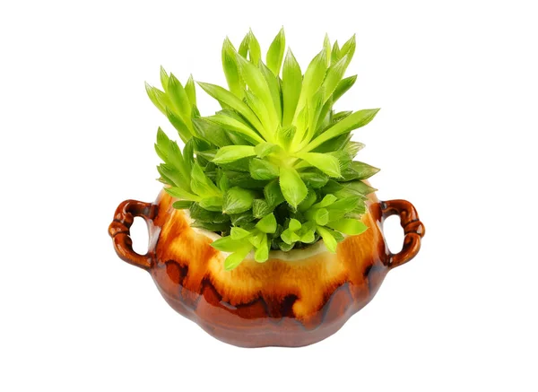 Suckulent Växt Haworthia Cooperi Isolerad Vit Bakgrund — Stockfoto