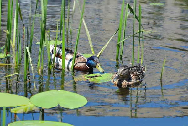 Wild Duck Anas Plathyrhynchos Οικογένεια Επιπλέουν Στη Λίμνη — Φωτογραφία Αρχείου