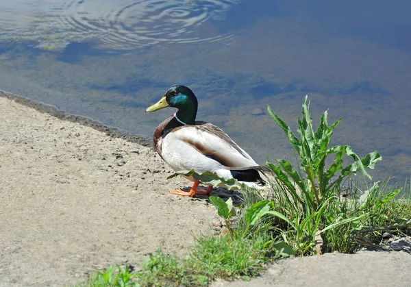 Wild Duck Anas Plathyrhynchos Περπάτημα Τράπεζα Κοντά Στη Λίμνη — Φωτογραφία Αρχείου