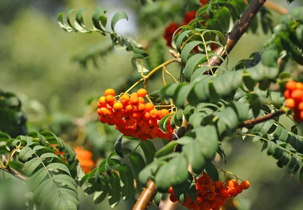 Rowan Berries Mountain Ash Sorbus Tree Ripe Berry — Stock Photo, Image