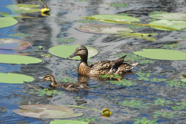 Vildanden Anas Plathyrhynchos Familj Flytande Sjön — Stockfoto