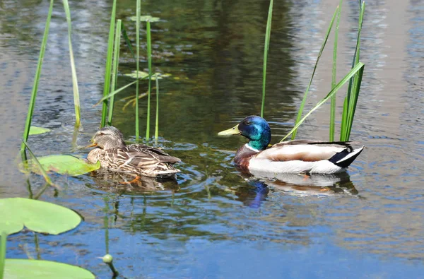 Vildanden Anas Plathyrhynchos Familj Flytande Sjön — Stockfoto