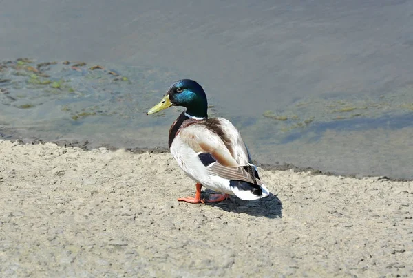 Wild Duck Anas Plathyrhynchos Περπάτημα Τράπεζα Κοντά Στη Λίμνη — Φωτογραφία Αρχείου