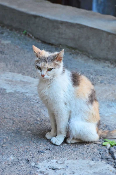 夏に街の通りの猫を野良猫 — ストック写真