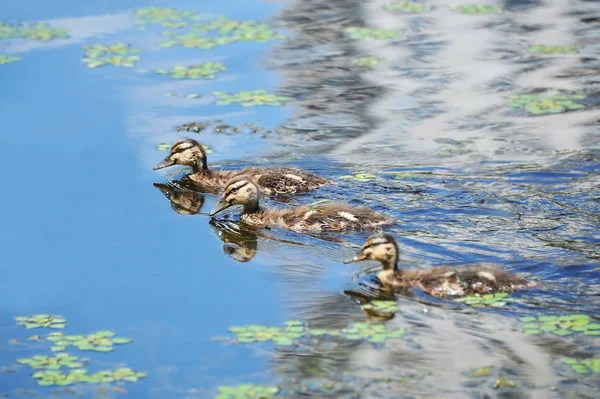 Wild Duck Anas Plathyrhynchos Οικογένεια Επιπλέουν Στη Λίμνη — Φωτογραφία Αρχείου