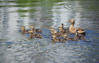 Yaban ördeği (Anas plathyrhynchos) aile gölde yüzen