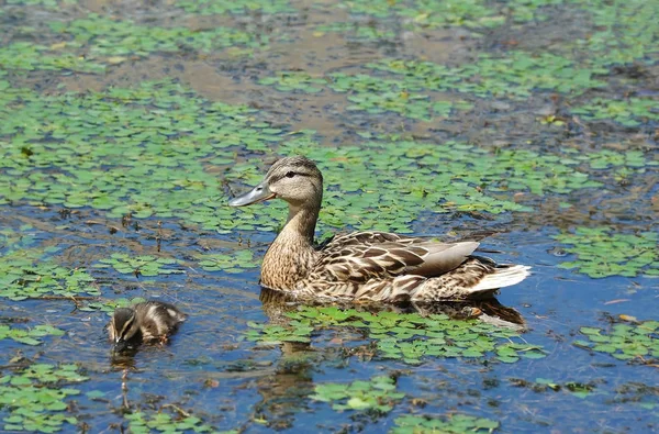 Wild Duck Anas Plathyrhynchos Οικογένεια Επιπλέουν Στη Λίμνη — Φωτογραφία Αρχείου