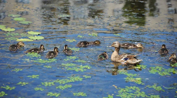 Wild Duck Anas Plathyrhynchos Family Floating Lake — Stock Photo, Image