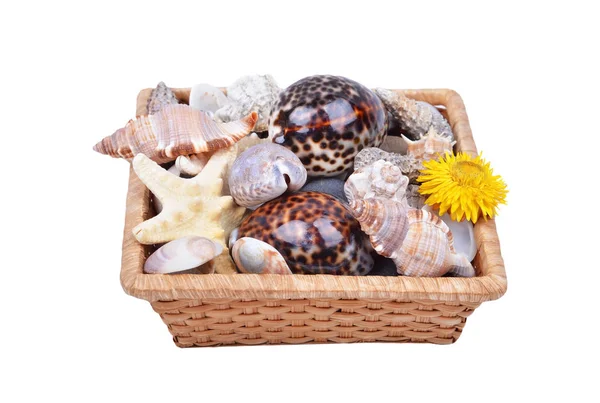 Seashell-kosár — Stock Fotó