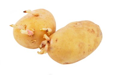 Potato with sprout clipart