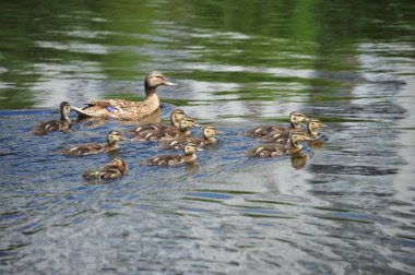 Ördek gölde yüzüyor.