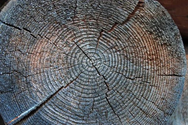 Sosna okrągłe drewno — Zdjęcie stockowe