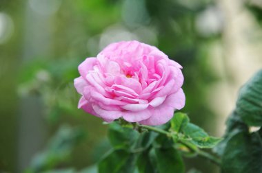 Rosa odorata çiçek