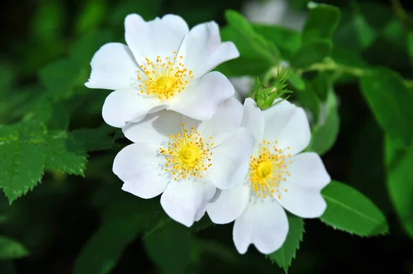 Rosa odorata flor — Fotografia de Stock