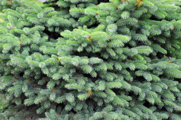 Blue fir tree, close up — Stock Photo, Image