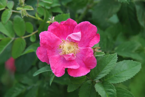 Rosa odorata flor — Fotografia de Stock