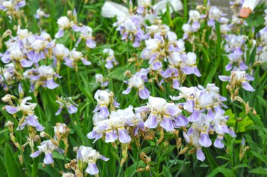 Iris çiçeği, yakın