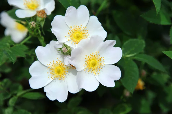 Rosa odorata flor — Fotografia de Stock