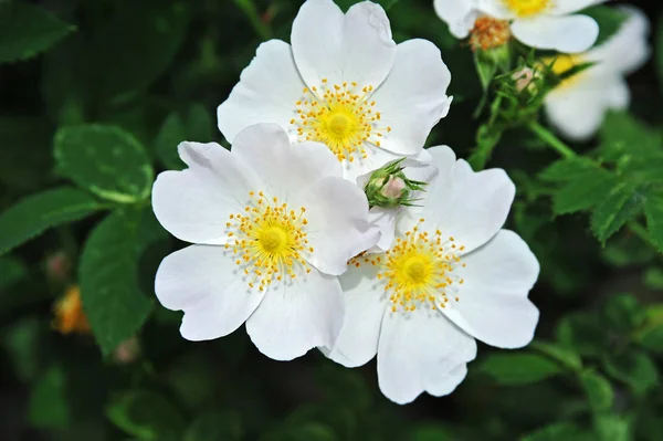 Rosa odorata flor — Fotografia de Stock