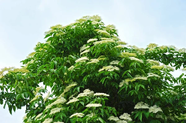 White elderberry blossom — Stock Photo, Image