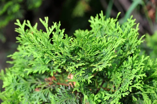 Grüne Chamäleonpflanze — Stockfoto