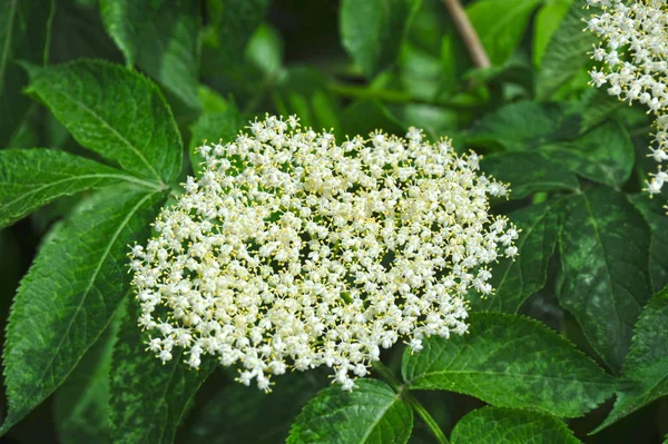 White elderberry blossom — Stock Photo, Image