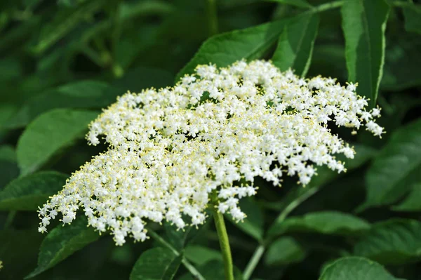 White elderberry blossom — Stock Photo, Image
